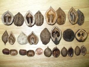 noix produits au Qubec noyer,caryer,noisetier